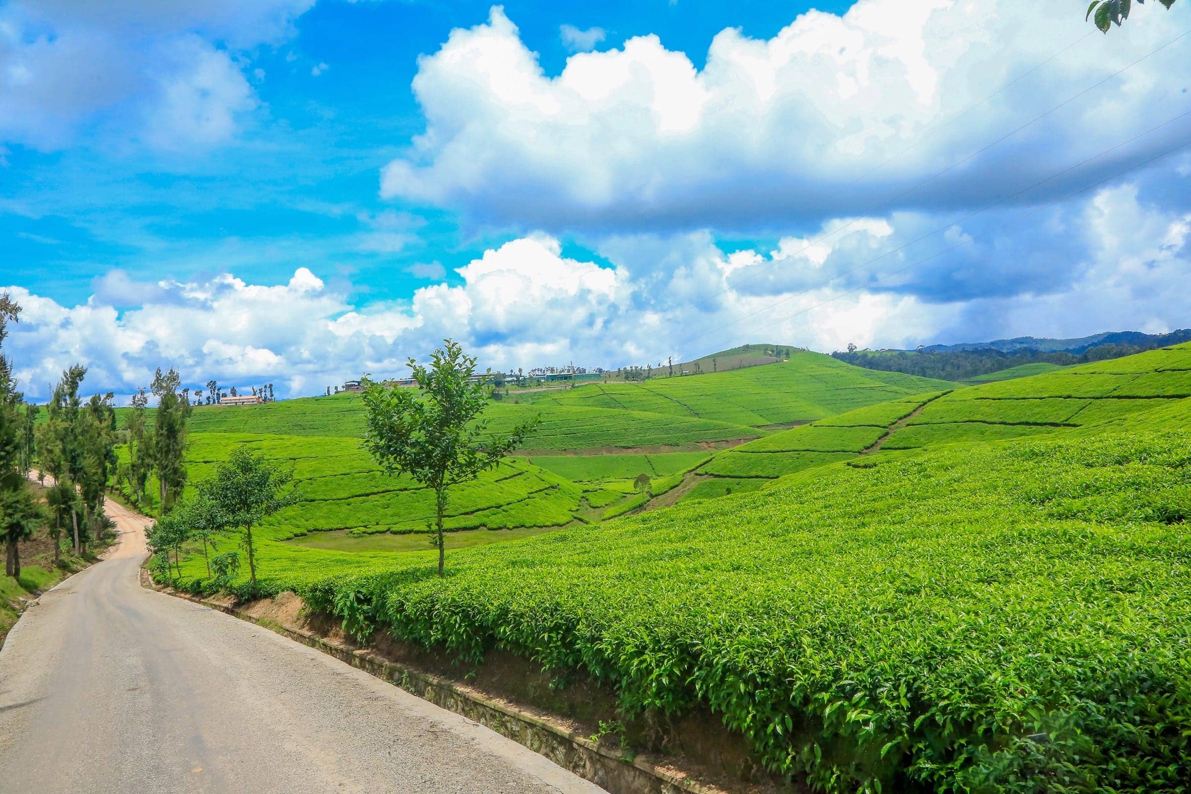 Terraced tea plantation hills in Rwanda